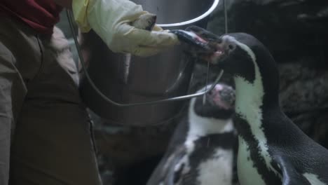Penguin in helmet standing in darkness with formal 4k 2025 07 22 09 47 20 utc.mov | adventure, animal, antarctic, background