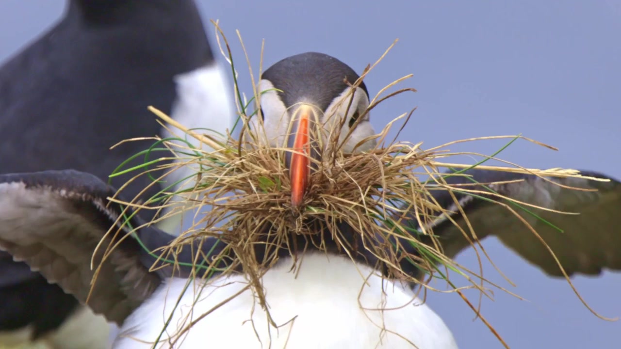Puffins are seabirds that feed primarily by diving in the water. Coastal cliffs or offshore islands are the locations where they are largely found nesting in crevices among rocks or soil burrows