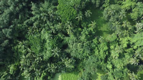 vista aérea de un vasto bosque verde