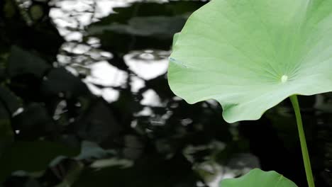 Blaue-Libelle,-Gemeine-Blauschwanz,-Nelumbo-Nucifera