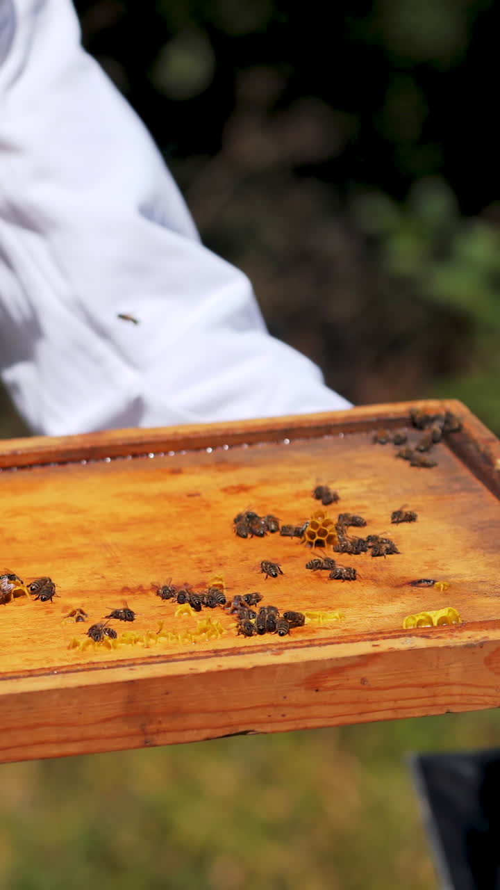 Bee cover of a hive in beekeeper's hands. Honeycomb in a special form and bees on a wooden board outdoors. Apiculture concept. Vertical video
