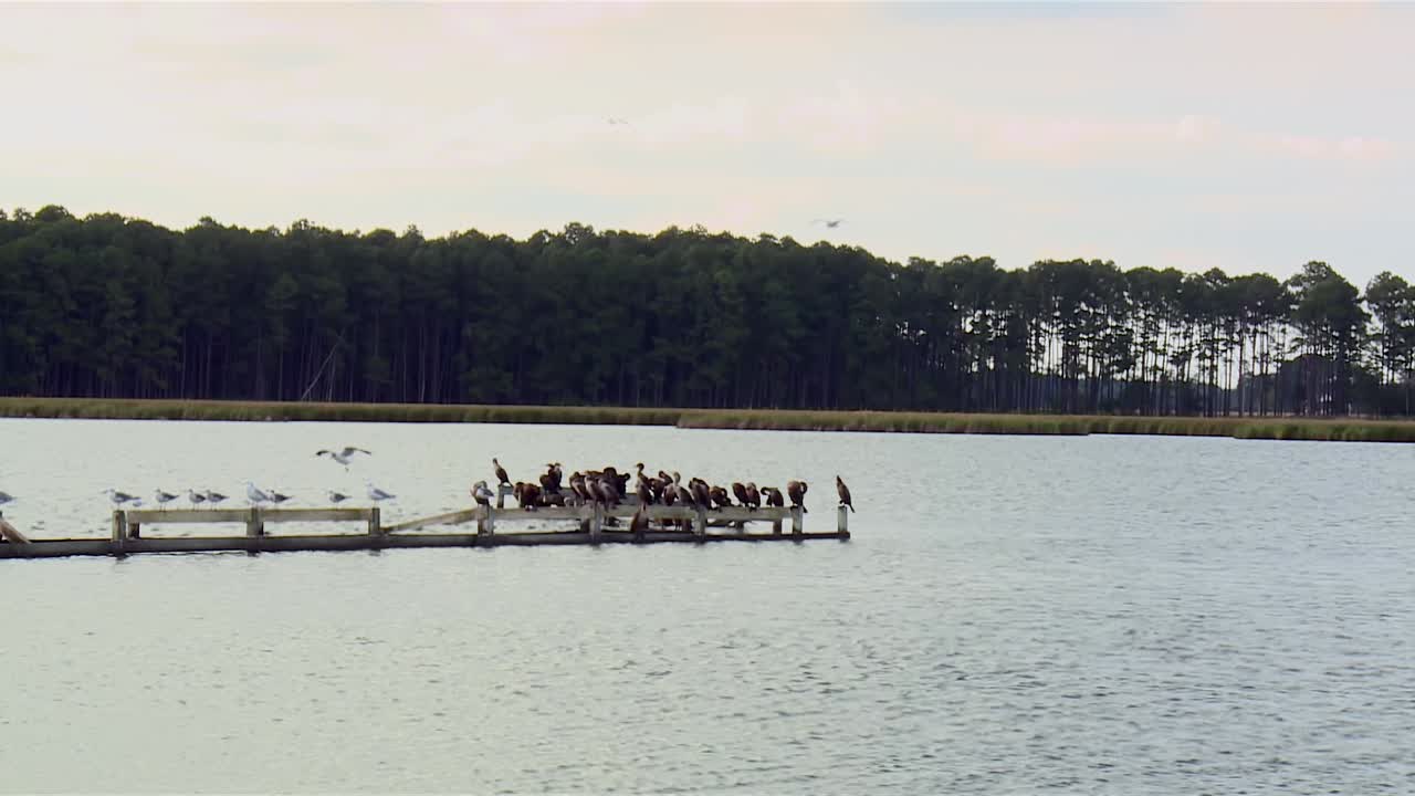 Måger og hejrer sidder på en gammel mole i Blackwater National Wildlife Refuge, Maryland - Bredt skud