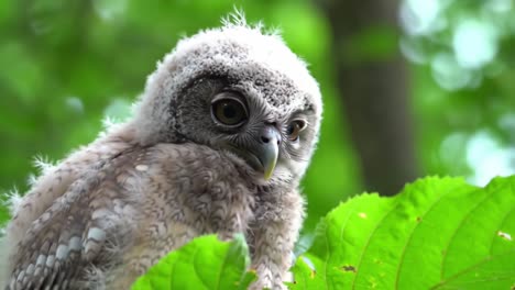 curious young owl interacting with lush green leaves in a vibrant forest environment, captured in stunning close-up details