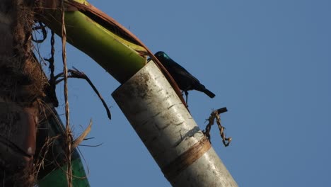 colibrí en el árbol tadi