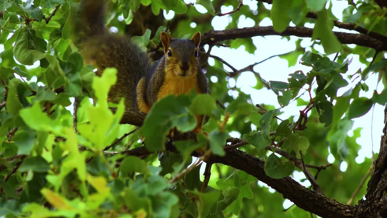 Fox Squirrel(Sciurus niger) in a tree. Camera is static.  Squirrel wiggles its tail.