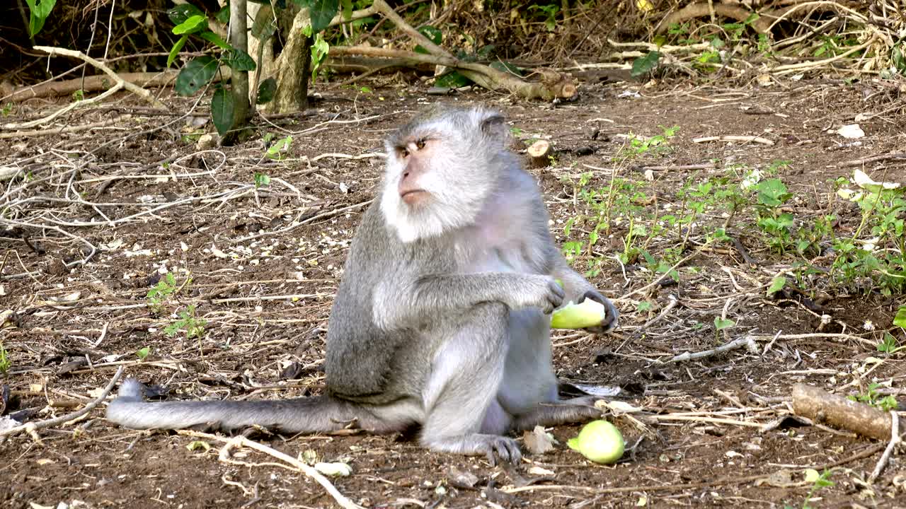 el macaco carnívoro, macaca fascicularis, también conocido como el macaco de cola larga