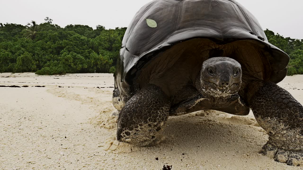 tortuga gigante de aldabra caminando por la playa de la isla de los primos hacia la cámara panorámica