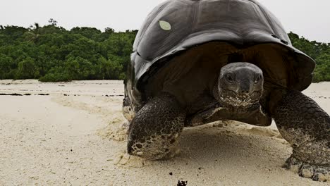 Tortuga-Gigante-De-Aldabra-Caminando-Por-La-Playa-De-La-Isla-De-Los-Primos-Hacia-La-Cámara-Panorámica