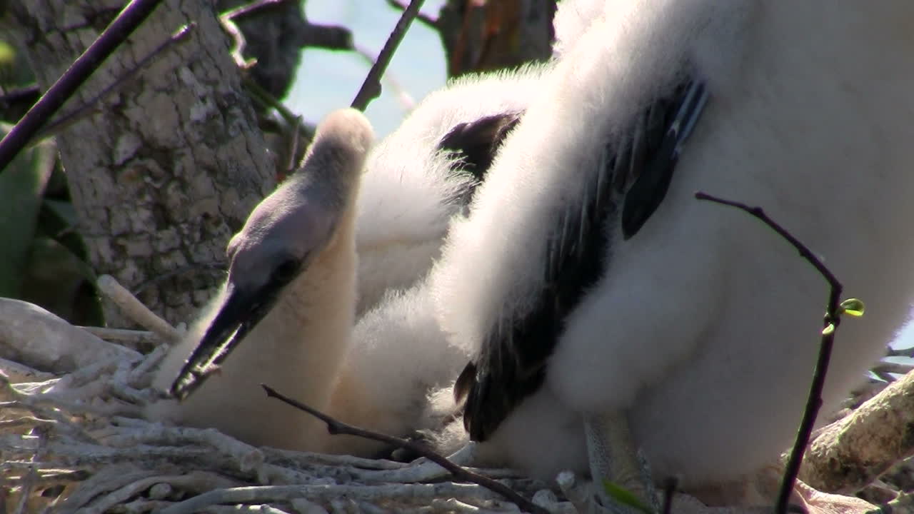 Un bel oiseau blanc dans les Everglades.