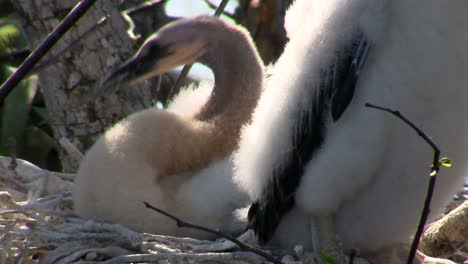 Ein-Schöner-Weißer-Vogel-In-Den-Everglades