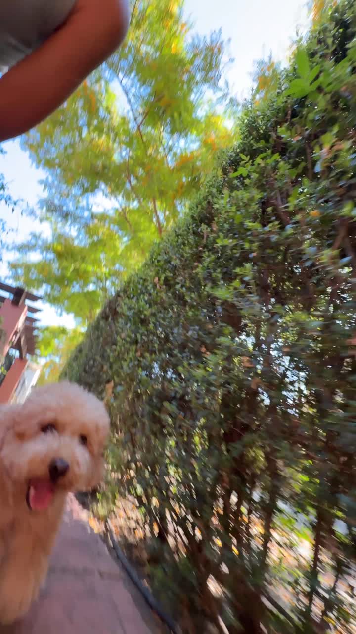 Dog Walking Outdoors