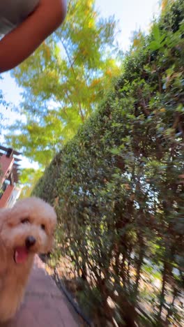 dog walking outdoors