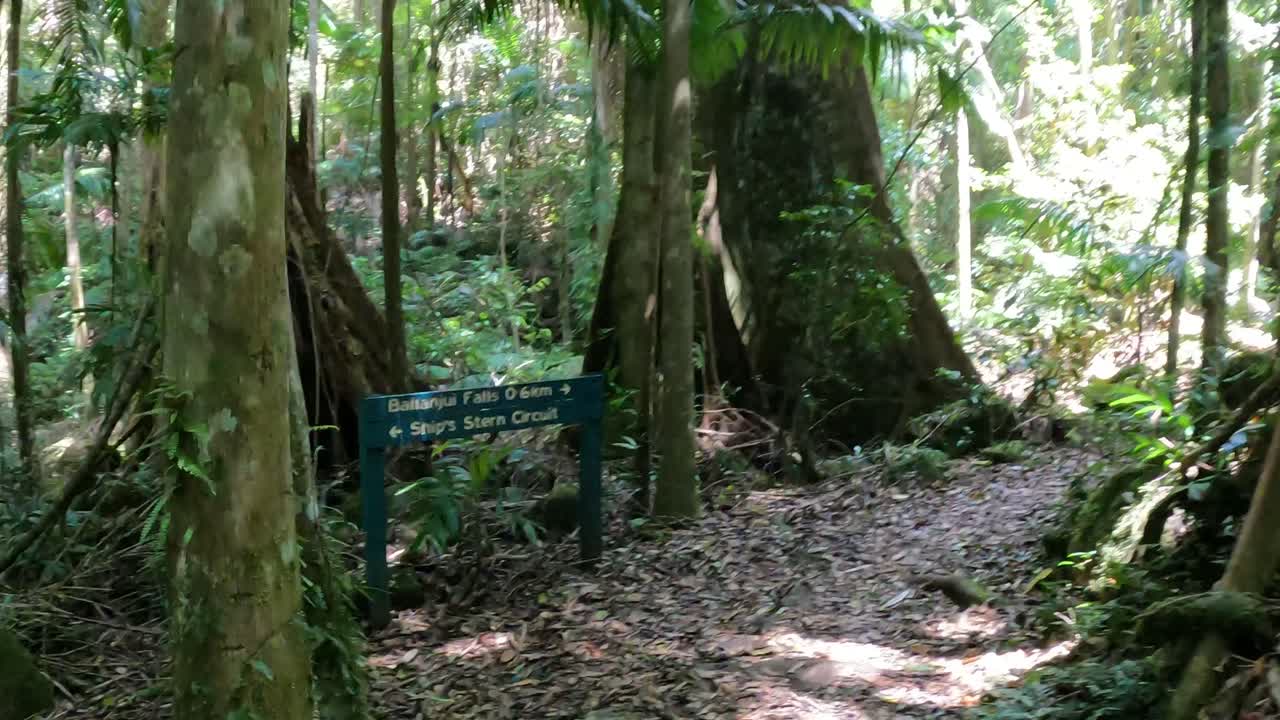 un viaje sereno a través de un denso bosque verde