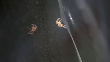 an orb-weaver spider on its net with reflections on a clear water