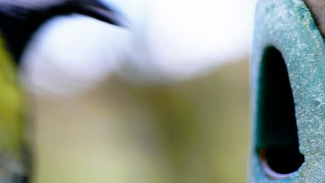 4k cinematic slow motion macro shot of a bird flying to a bird feeder and eating seeds