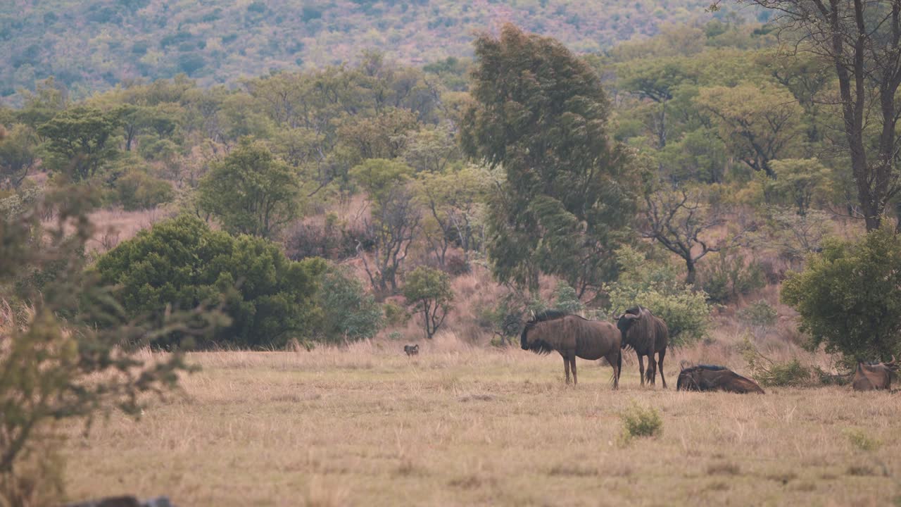 ñus descansando en matorrales africanos, mono babuino camina detrás