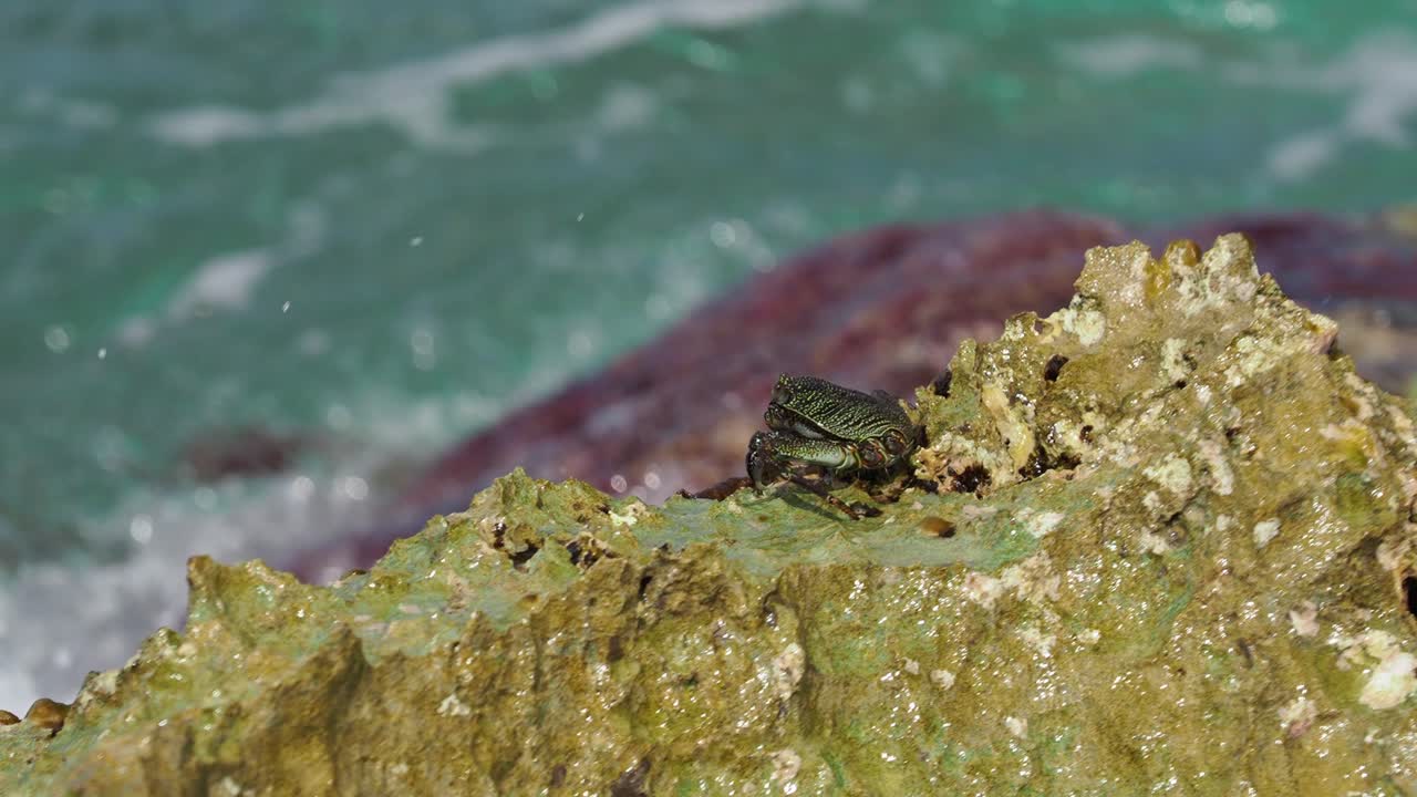 벨로우즈 필드 해변 공원의 바위 위의 게