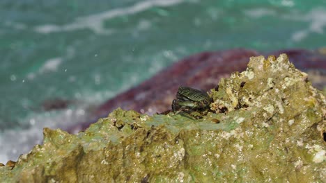 Cangrejos-En-Las-Rocas-En-El-Parque-De-Playa-De-Campo-De-Fuelle