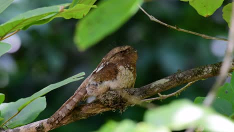 the javan frogmouth or horsfield's frogmouth is found in thailand and other asian countries