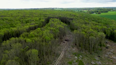 drone dolly backwards over a patch of deforestation in british woodland area