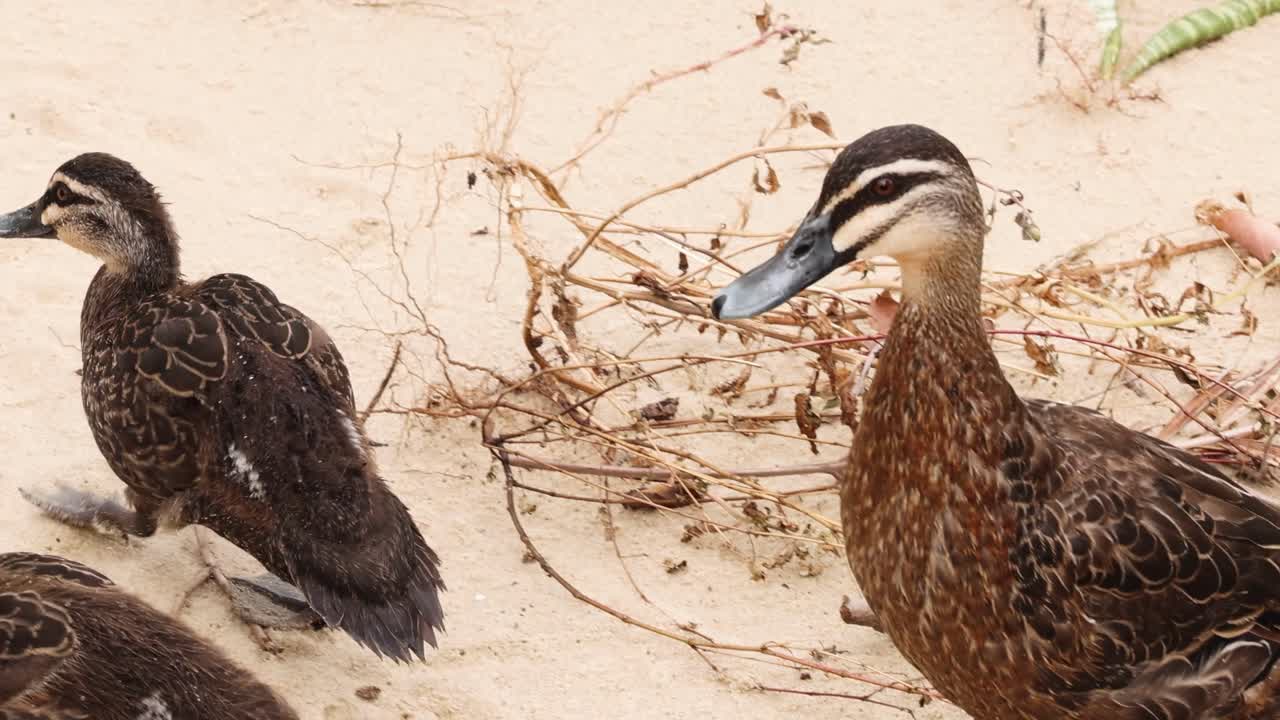 엄마 오리 가 해변 산책 에서 오리 새끼 를 이끌고 있다