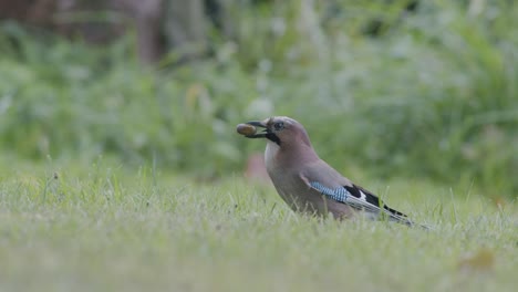 Eurasian-jay-picking-up-acorns-for-winter-and-swallows-them