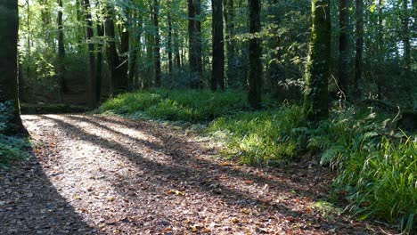 Spur-Im-Wald-Magisches-Frühes-Morgenlicht-An-Einem-Maimorgen