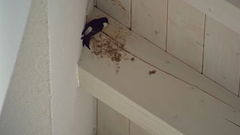 dirty place under a wooden house roof where two swallows try to install a nest at springtime