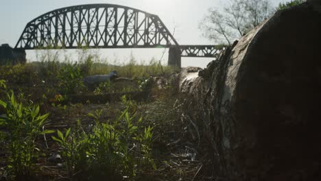 Malerische-Brücke-Kentucky-Mit-Himmel-Und-Viel-Grün