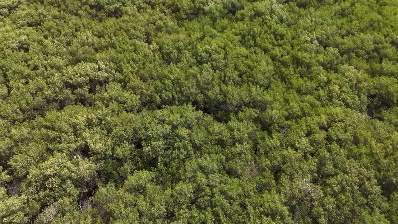 Drone footage over Somone mangrove forest in Senegal, showing lush vegetation and natural waterways from above
