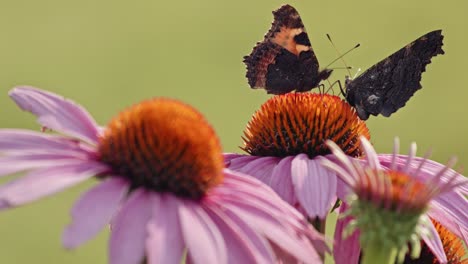 two small tortoiseshell butterflies pollinating in purple coneflower