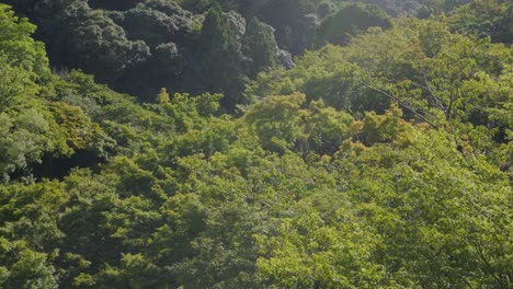 Toma-De-Las-Hojas-Sobre-Un-Bosque-Con