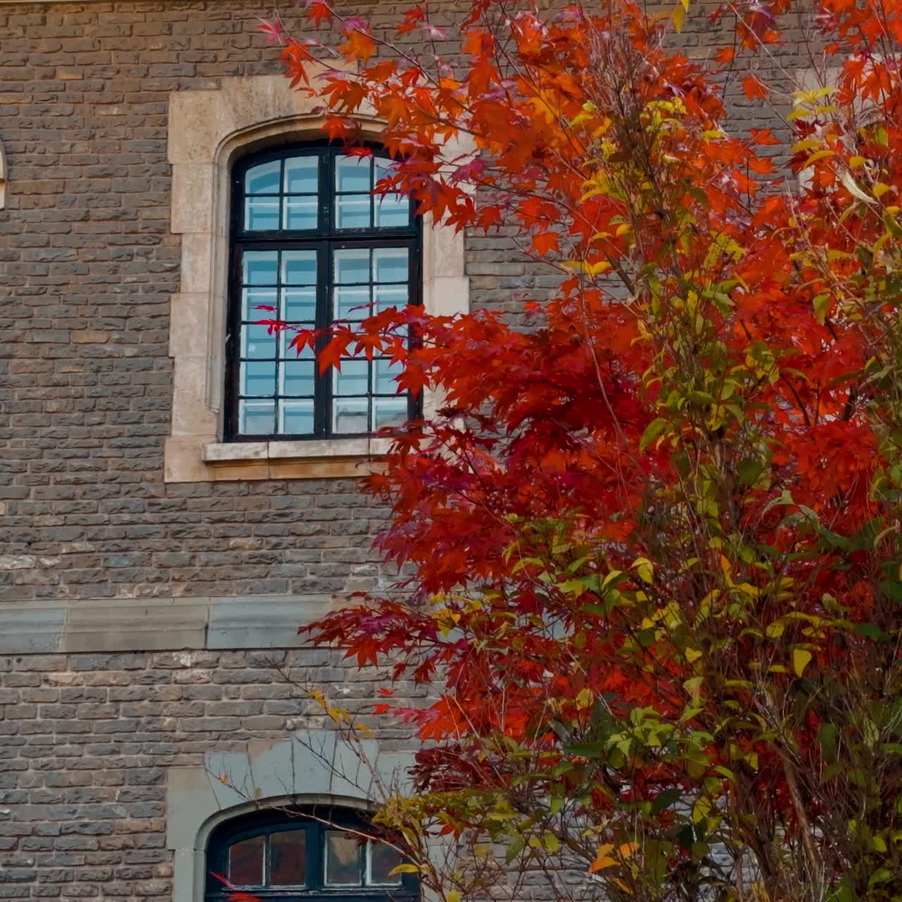 Albero colorato rosso e verde che cresce vicino alla villa antica. Interno dell'edificio in mattoni con finestre ad arco