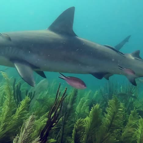 A-reef-shark-swims-through-a-coral-reef-in-the-Caribbean-2