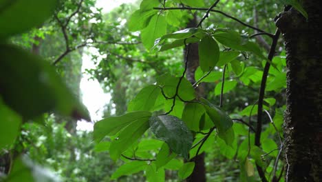 It-is-raining-in-the-forest