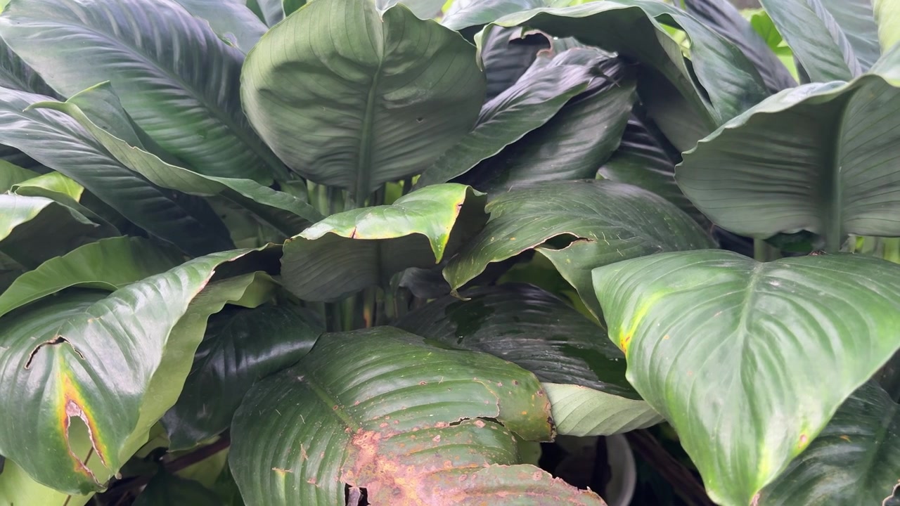 Primo piano di foglie di piante verdi lussureggianti in un giardino