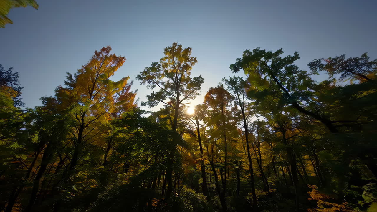 el dosel del bosque de otoño