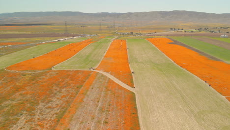 la gente se alinea en los senderos para ver la explosión naranja de flores de amapola silvestre en california.