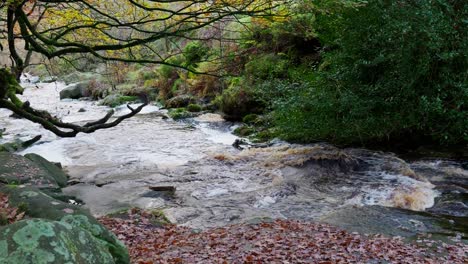 Tranquil-winter-woodland-with-a-slow-stream,-golden-oak-trees,-and-fallen-leaves,-offering-a-peaceful-and-relaxing-scene