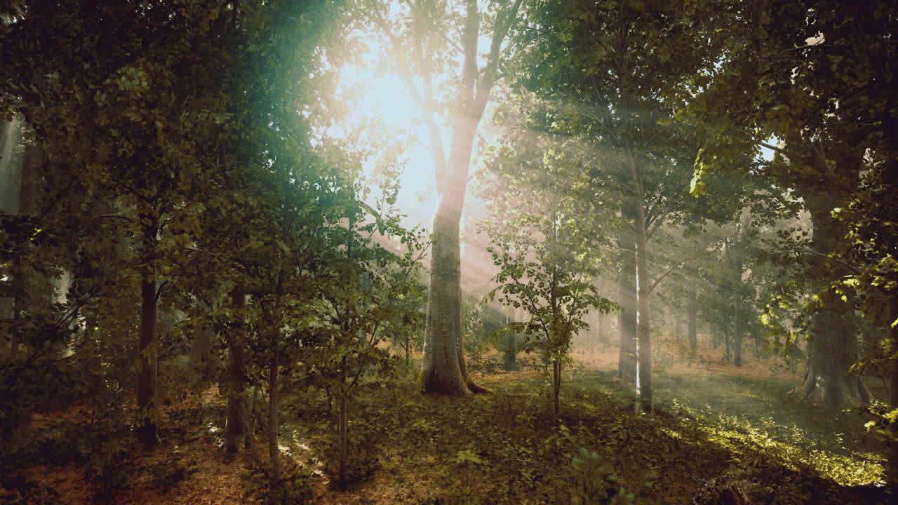 Sunlight filtering through trees in a serene forest at dawn