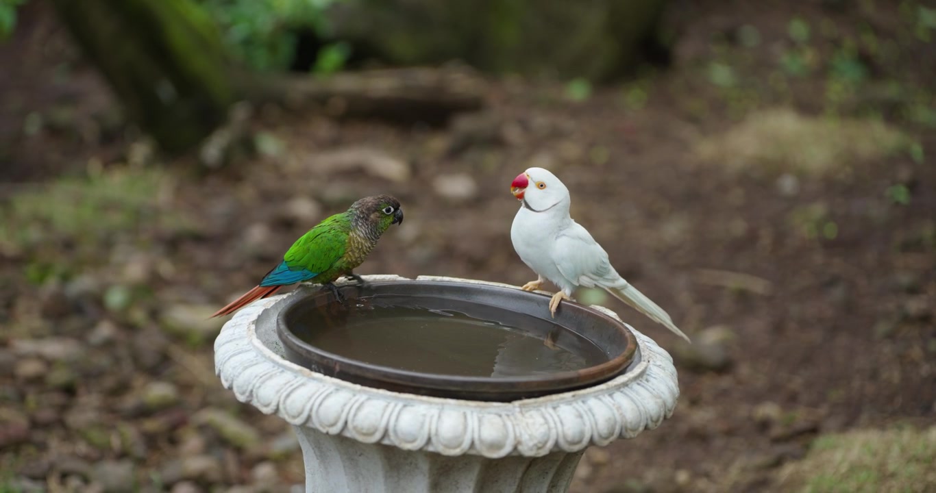 Conuro dalle guance verdi e parrocchetto dal collare indiano bianco che bevono da un abbeveratoio in pietra per uccelli mentre il conuro scaccia il parrocchetto al Jeju Flower Bird Park Hwajoowon in Corea del Sud.