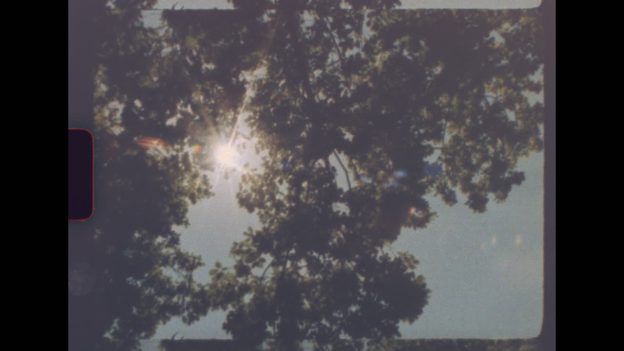 Sunlight through tree leaves with retro super 8 film look