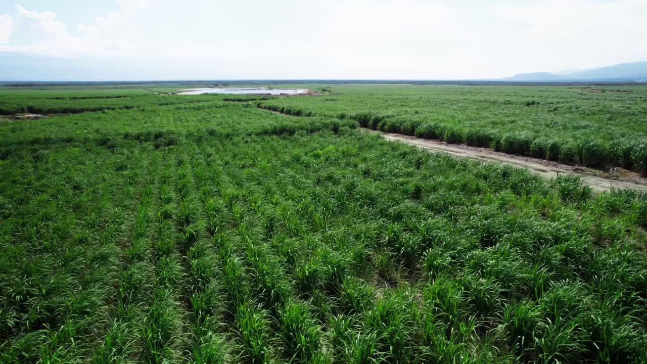 Vista aérea semiorbital de uma plantação de cana-de-açúcar mostrando plantações verdes densas e padrões agrícolas sob a luz do sol forte