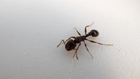 extreme closeup of ant drinking water from a white surface