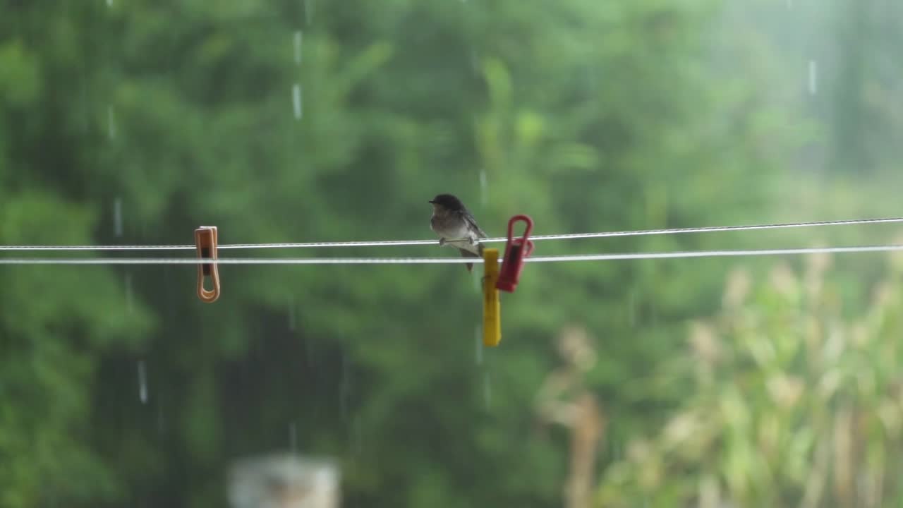 비 속에서 바람과 싸우는 철사 위의 새, 숲 3