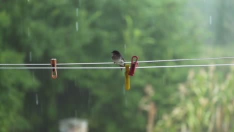 Vogel-Auf-Einem-Draht,-Der-Im-Regen-Gegen-Den-Wind-Kämpft,-Wald-3