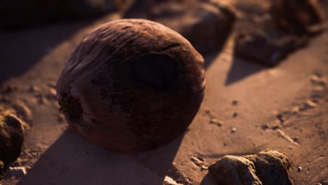 brown coconut on the beach sand