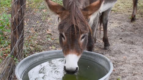 burro con nariz blanca bebiendo agua de un cubo de metal