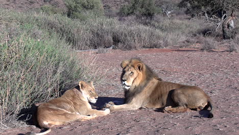 a pair of kalahari lions lie together in the dry sand of the arid kalahari desert