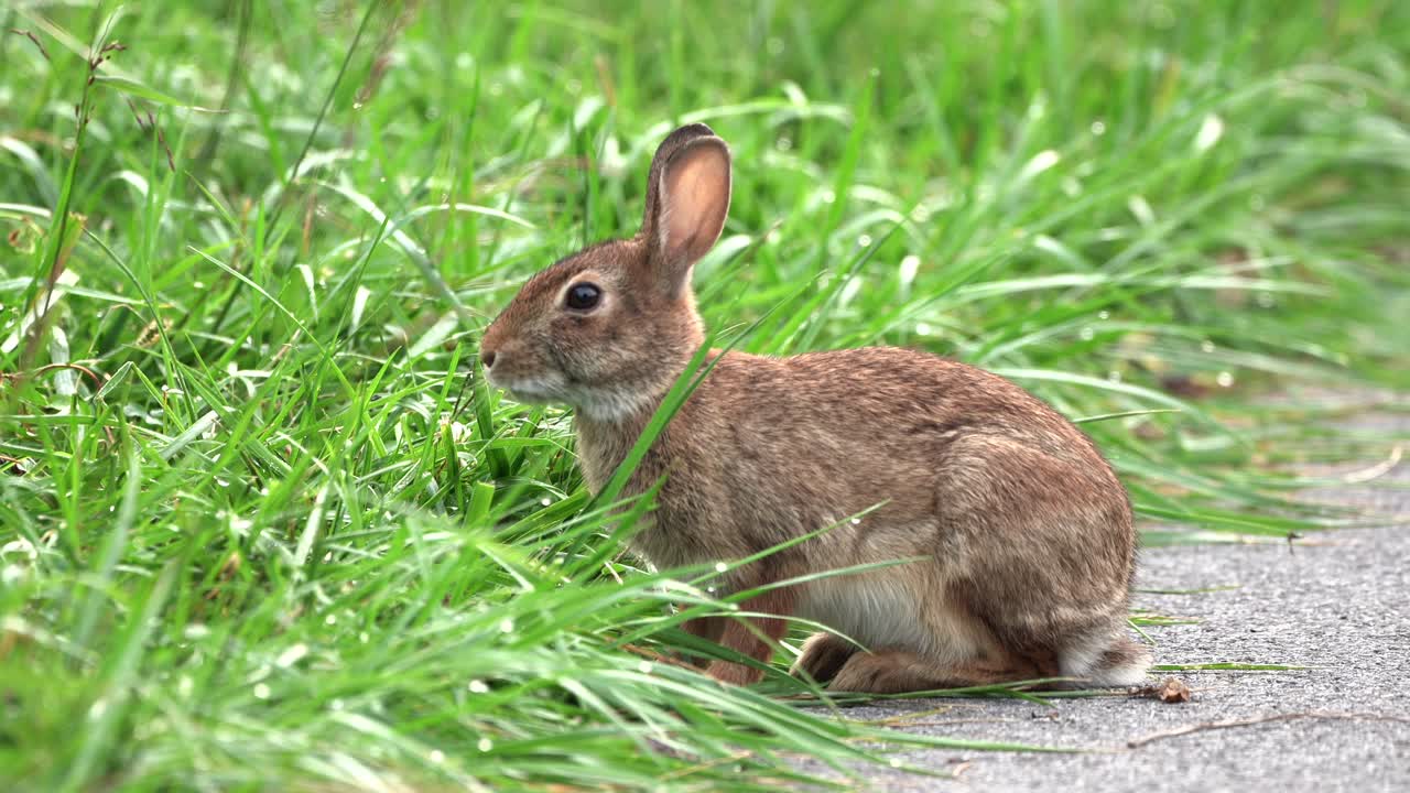 un conejo de cola de algodón sentado en un camino y comiendo briznas de hierba